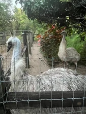 Emu Hatching Eggs (2 eggs)