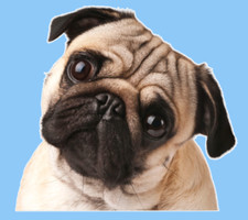 Pug Peeker Dog Vinyl Sticker Decal - WATERPROOF