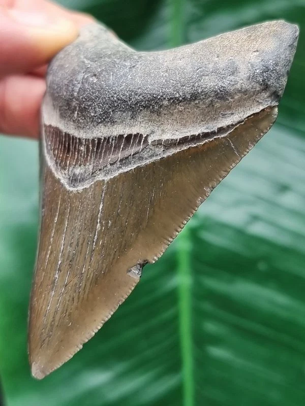 8,4 cm scharfer Zahn des Megalodon - Hai Zahn Fossil - Bild 3 von 4