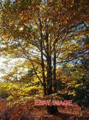 PHOTO  TREE LAVINGTON COMMON AN AUTUMNAL SWEET CHESTNUT (CASTANEA SATIVA) - THER