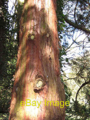 Foto 6x4 Rinde einer roten Zeder in Eastnor Castle Clencher's Mill The 3rd E c2008
