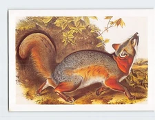 Postcard Grey Fox By John James Audubon