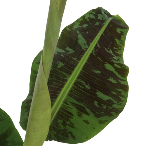 Banano nano - 2 Pezzi - Musa 'Dwarf Cavendish' - Altezza 90-100cm - ⌀21cm - Foto 6 di 6
