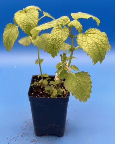 Lemon Balm Starter Plant - Melissa officinalis - Picture 3 of 5