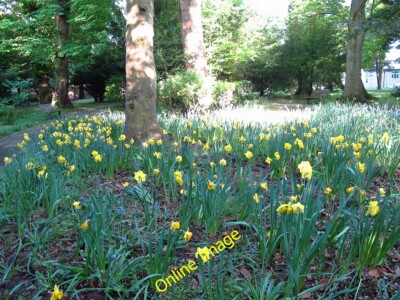 Photo 6x4 Daffodils and bluebells Coney Hall/TQ3964 These flowers were i c2014