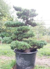 Gartenbonsai, Niwaki, Mädchenkiefer, Pinus Pentaphylla, Japan