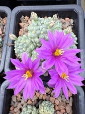 Mammillaria schumannii f. monstrosa  Cluster Rare! US Seller