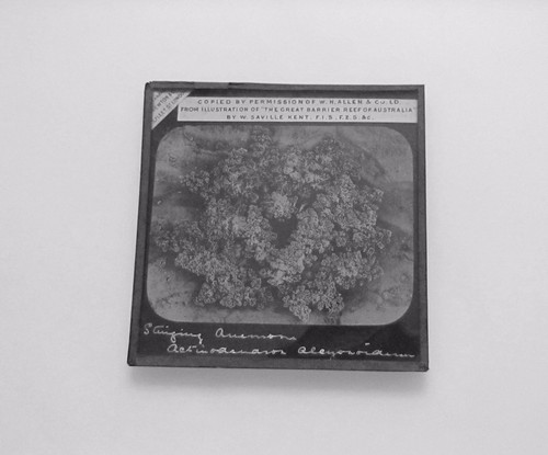 Linterna Mágica de Vidrio Diapositiva LA GRAN BARRERA DE ARRECIFES Nº32 C1890 FOTO AUSTRALIA - Imagen 2 de 2