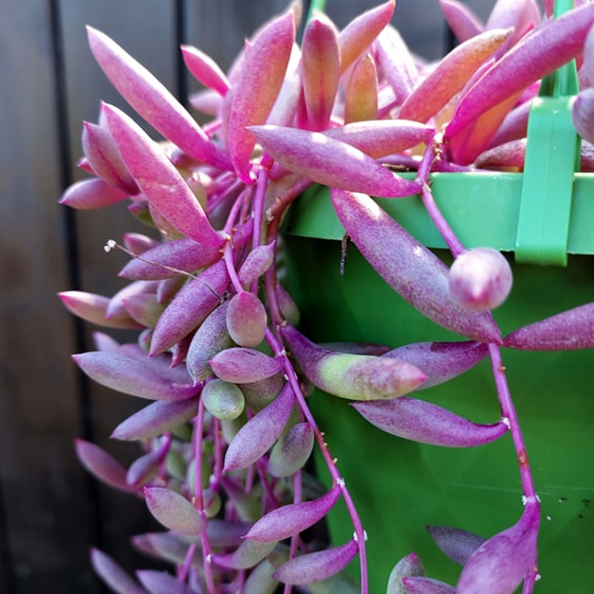 round leaf succulent Echeveria Agavoides 'Black Queen' Round-Leaf 2