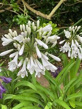 Agapanthus Windsor Grey - 10 FRESH SEEDS - Free UK Delivery