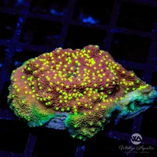 WA Burnt Banana Montipora - Live Coral Frag