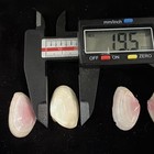 Tellina lineata (True Rose Tellin) Shells Lot Of 2 Clearwater FL (S185) — photo 3