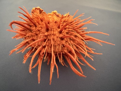 Spondylus Gloriosus f. Visayensis Dark Purple