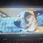 ASUS Chromebook CM1402CM2 14in MediaTek 4GB 64GB eMMC Chrome OS Black — photo 7