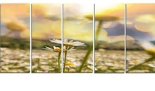 Designart Amazing Chamomile Flower Field 5-Panel Canvas Art 60"x28" New Open Box