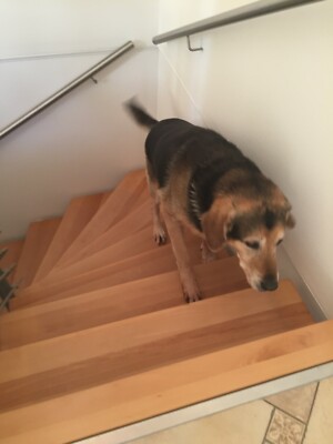 gummierte Folie ca. 105 cm  Innentreppen Hund Anti Rutsch Schutz Treppe Stufen