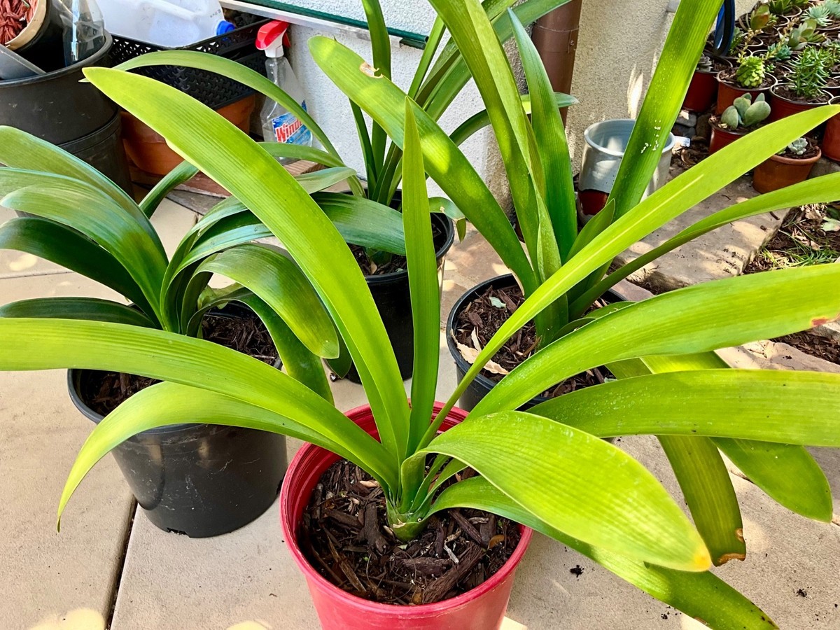 1 Live- Mature Clivia Miniata Plant, Bush Lily, Orange Flowers, 10