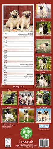 Pug Slim 2026 Calendar | Slimline Dog Breed Gift 15% OFF MULTI ORDERS - Picture 3 of 8