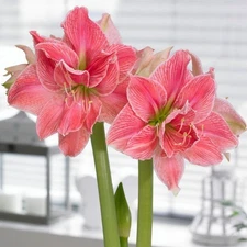 Easy to Grow Amaryllis Sweet Nymph Plant Bulb Indoor Holiday Outdoor Zones 9-11