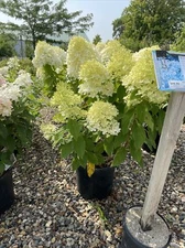 Large Limelight Hydrangea Paniculata 3 Gallon Established Potted Plant 