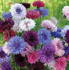 CORNFLOWER Bachelor Button Landscaper's Bulk Pack Heirloom Non-GMO 1500 Seeds 