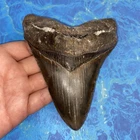 MEGALODON SHARK TOOTH 5.38” HUGE TEETH MEG SCUBA DIVER DIRECT FOSSIL NC 9845
