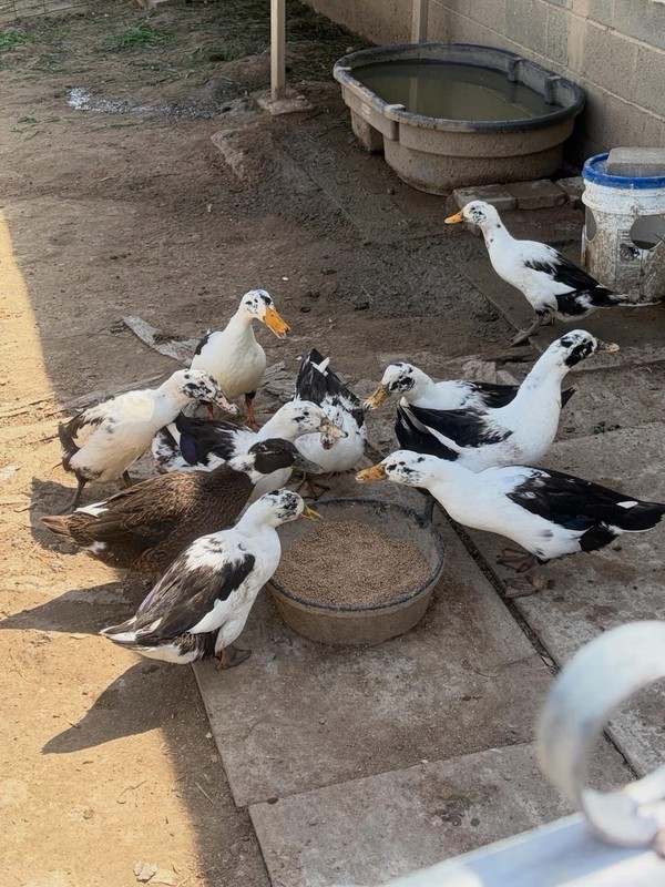 12+ Ancona duck hatching eggs