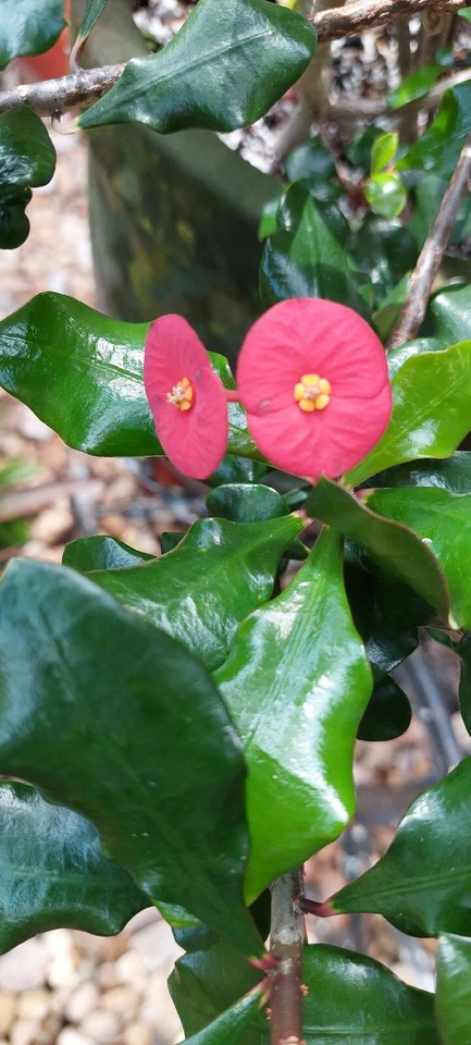 Rare Euphorbia Geroldii Thornless Crown of Thorns 8" ROOTED -  MILII Corona - Image 3 of 4