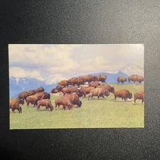 American Bison Herd Game Preserve Plains Buffalo Vintage Postcard B37