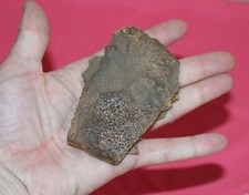Turtle Shell - Large piece - Dinosaur Age from Hell Creek Formation - Cretaceous
