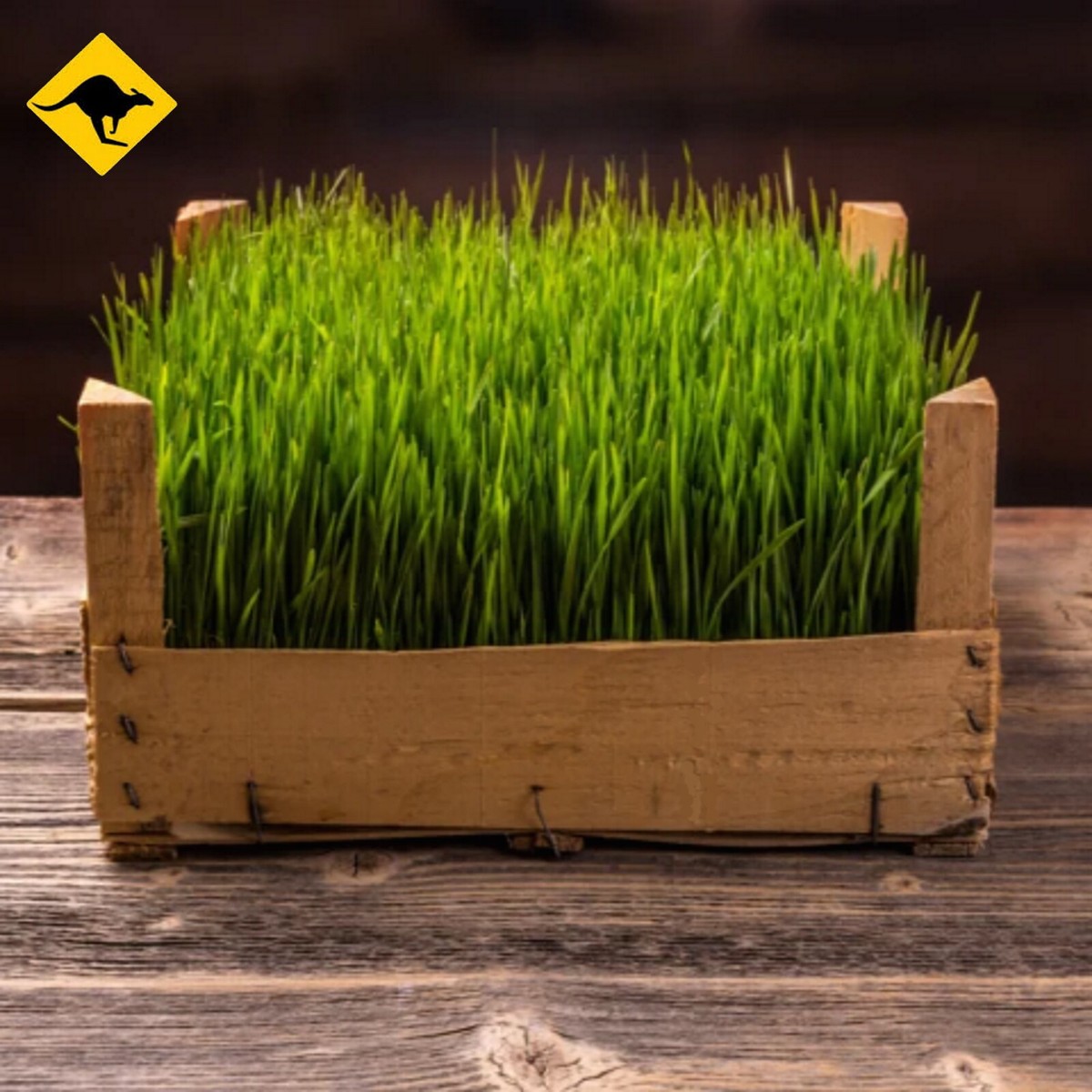 Barley Seed 250 to 20,000 Barley Grass Seeds For Your Pets or Juicing  Shoots  | eBay