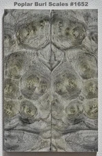 Outstanding Stabilized Spalted Poplar Burl scales #1652, 6 1/16 x 2 x 3/8+"