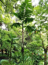 Rare Pacaya Palm - Chamaedorea Tepejilote Seeds- Fresh - Fast Growing - tropical
