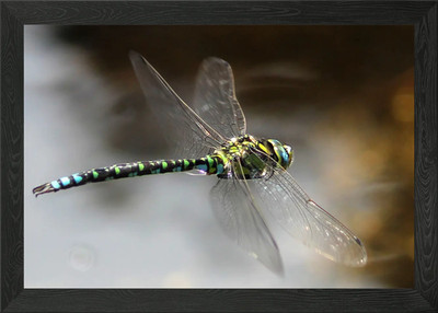Gerahmtes Wandbild Libelle über Wasser Poster Leinwanddruck Bild