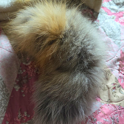 Coyote Real Tail.