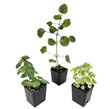 Swedish Ivy Plant Bundle 3 Pack Live Indoor Houseplants for Home Decor