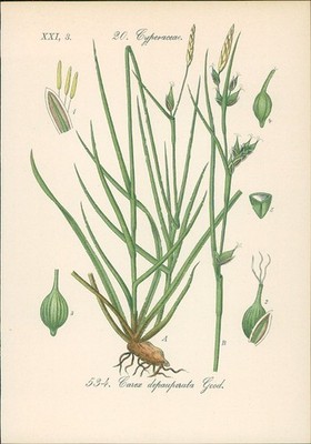 Chromolithographie : Verarmte Segge. Armblütige Segge. Carex depauperata Goodeno