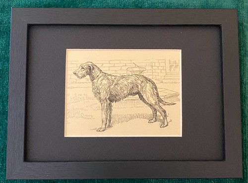 Irish Wolfhound  MATTED | FRAMED | READY TO GIFT - 1950 Vintage Dog Art Print