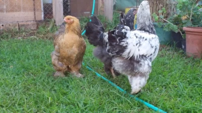 Berham Chicken For Sale Livestock Gumtree Australia Melbourne