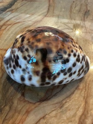 CYPRAEIDAE Cypraea Tigris Shipwreck 73.6mm Shell