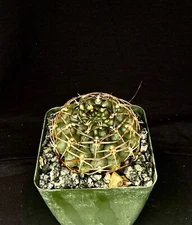 Gymnocalycium marsoneri, cactus plant
