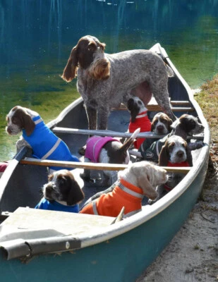 CORKY'S REFLECTIVE WEAR Corkys Reflective Wear 3M Dog Jacket - Size: LARGE, Color: ORANGE