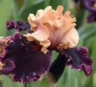 'Prague' 'TB  Bearded  Iris Rhizome PRE-SALE to Ship Aug/Sept
