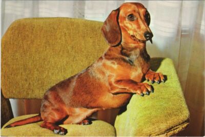 CPA Teckel HUND (1178310)