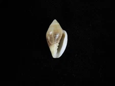 Sea Shell Marginella belcheri 18.7mm ID#9429