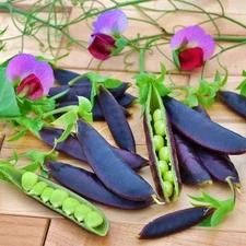 Purple Magnolia Sugar Snap Pea Seeds - Heirloom Sweet Edible Climbing Vines