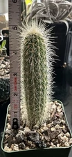 Pachycereus Militaris / Backebergia Militaris B, Rare Cactus, US Only. 