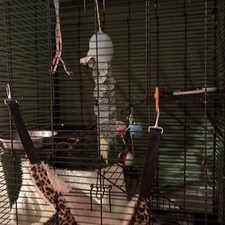 40 Tall 30 wide 24 Deep Bird And Small Animal Cage