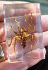Real Spider Bug  Insect Preserved in Resin Desk Paperweight Animal Collection 