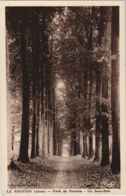 Old postcard Le Nouvion-en-Thierache - Foret de Nouvion - Un Sous-Bois (1061961)
